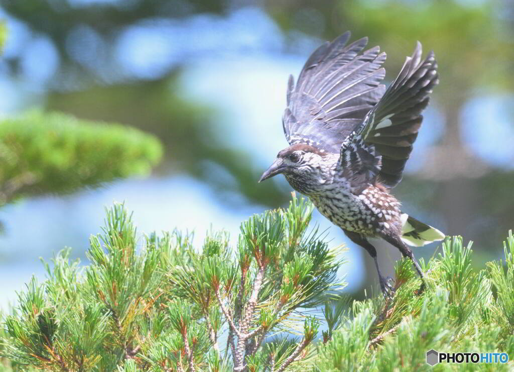 元気なホシガラス④