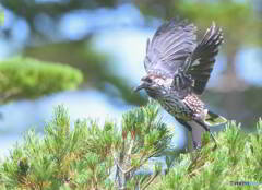 元気なホシガラス④