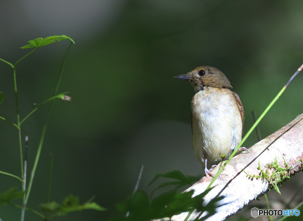 オオルリの幼鳥Ⅱ