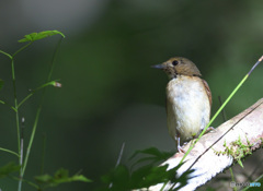 オオルリの幼鳥Ⅱ