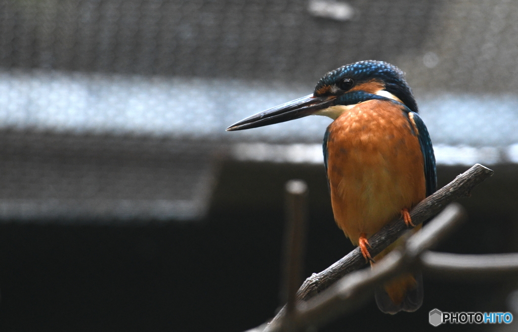 カワセミin恩賜上野動物園