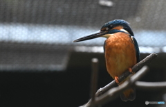 カワセミin恩賜上野動物園