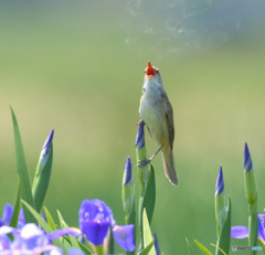 花菖蒲にオオヨシキリ⑩