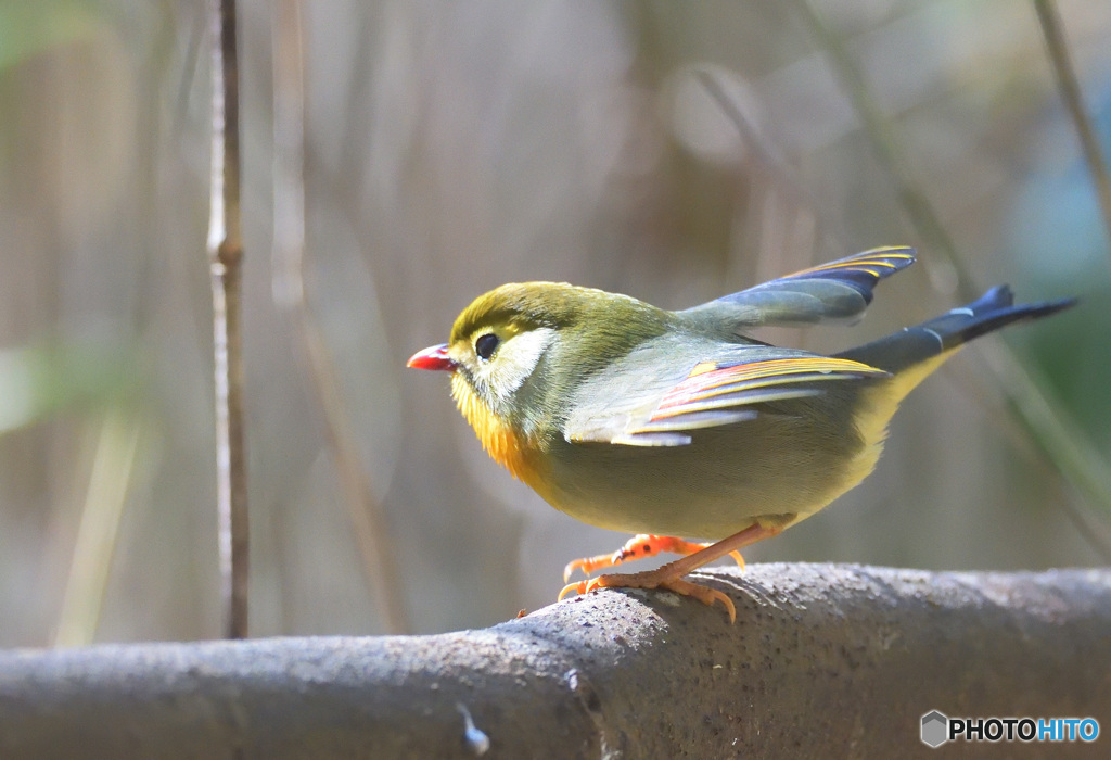 元気なソウシチョウⅡ