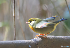 元気なソウシチョウⅡ