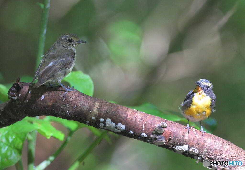 キビタキの親子
