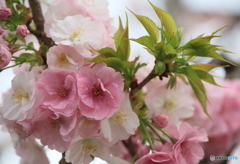 4月9日の桜Ⅱ