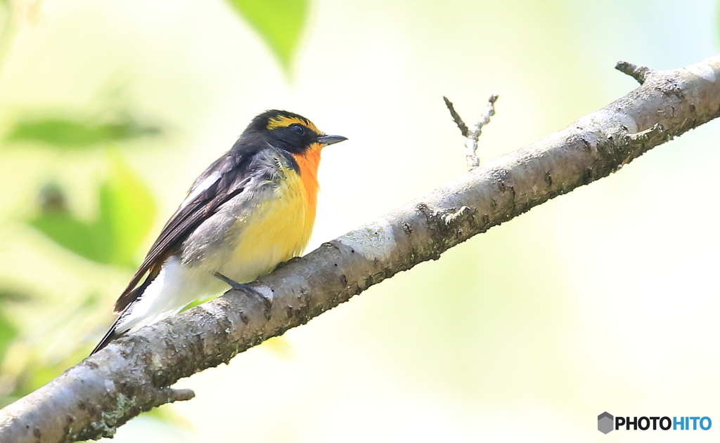 本日のキビタキさん(20170430）