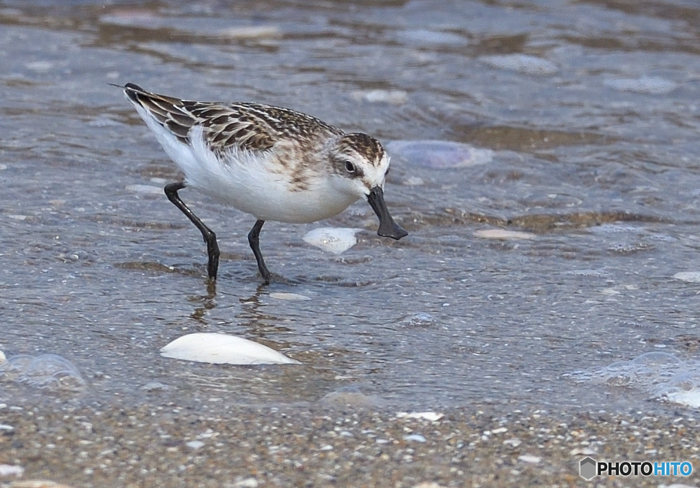初めてのヘラシギ