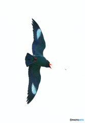 虫を追うブッポウソウ