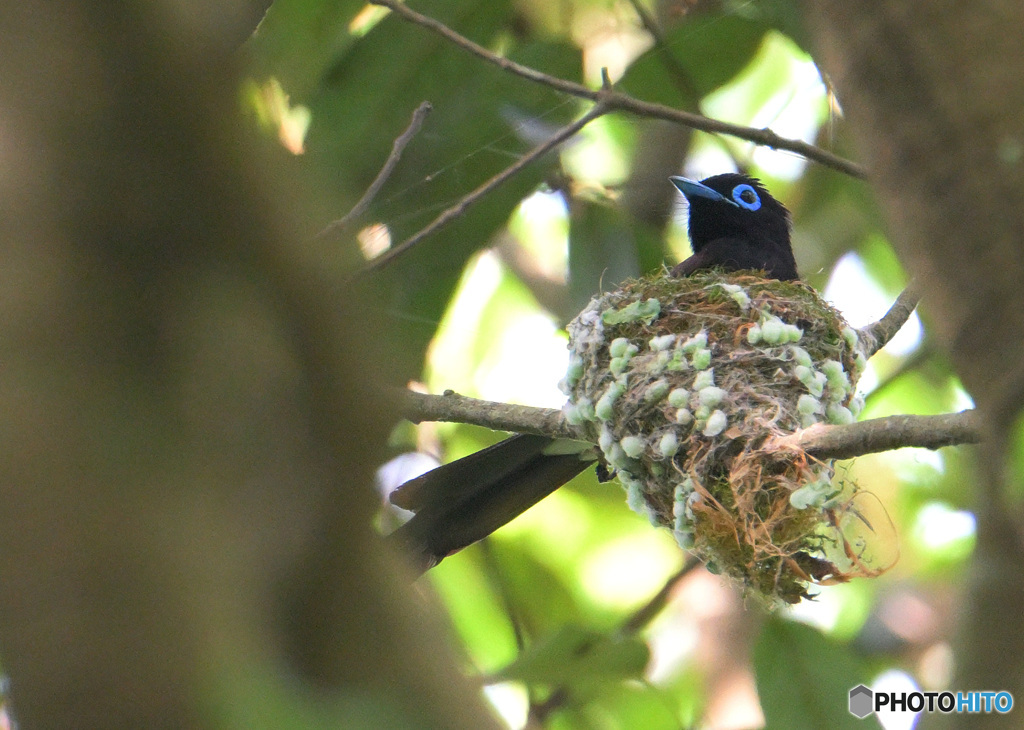 5月のサンコウチョウ君⑨