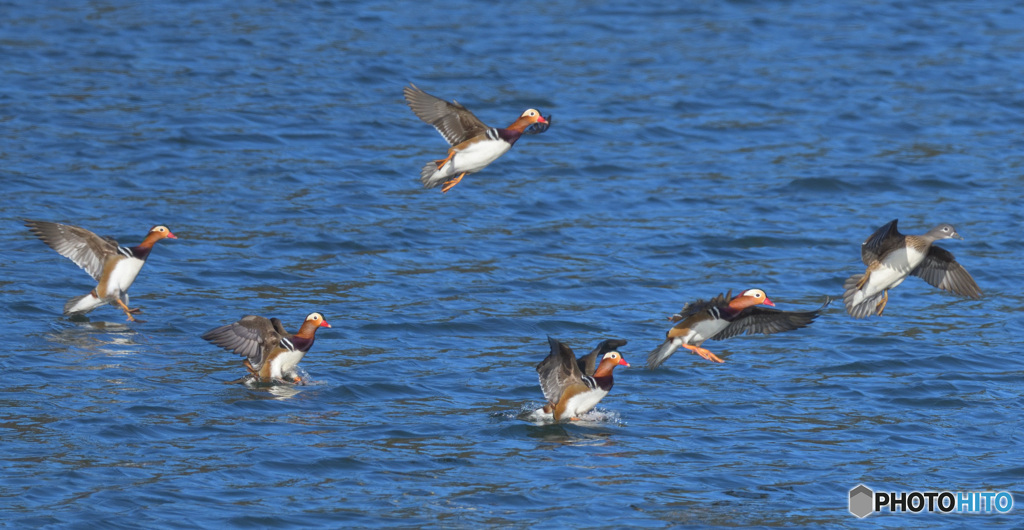 オシドリ参上！