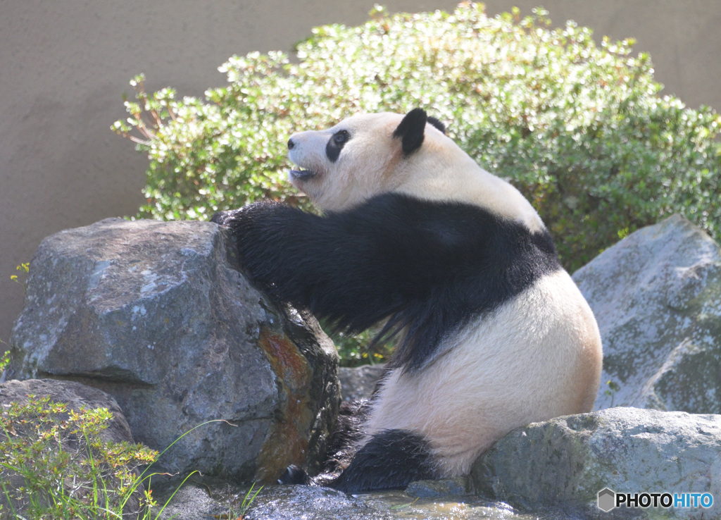 和歌山のパンダさん②