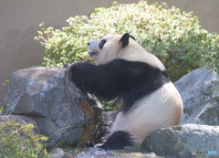 和歌山のパンダさん②