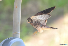 在庫のチョウゲンボウ