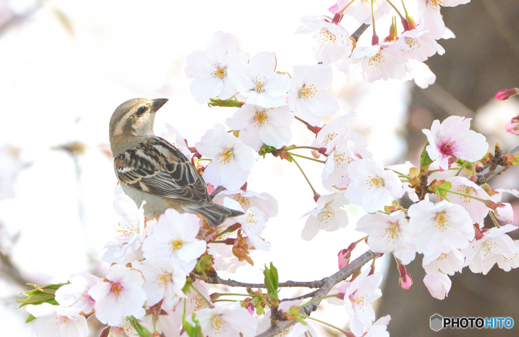 ニュウナイさんのお花見