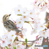 ニュウナイさんのお花見