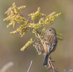 お食事中のベニマシコさん