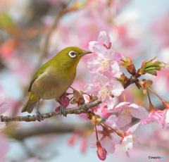 河津桜にメジロ⑬