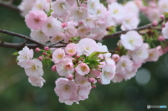 4月9日の桜