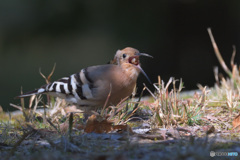ヤツガシラのお食事