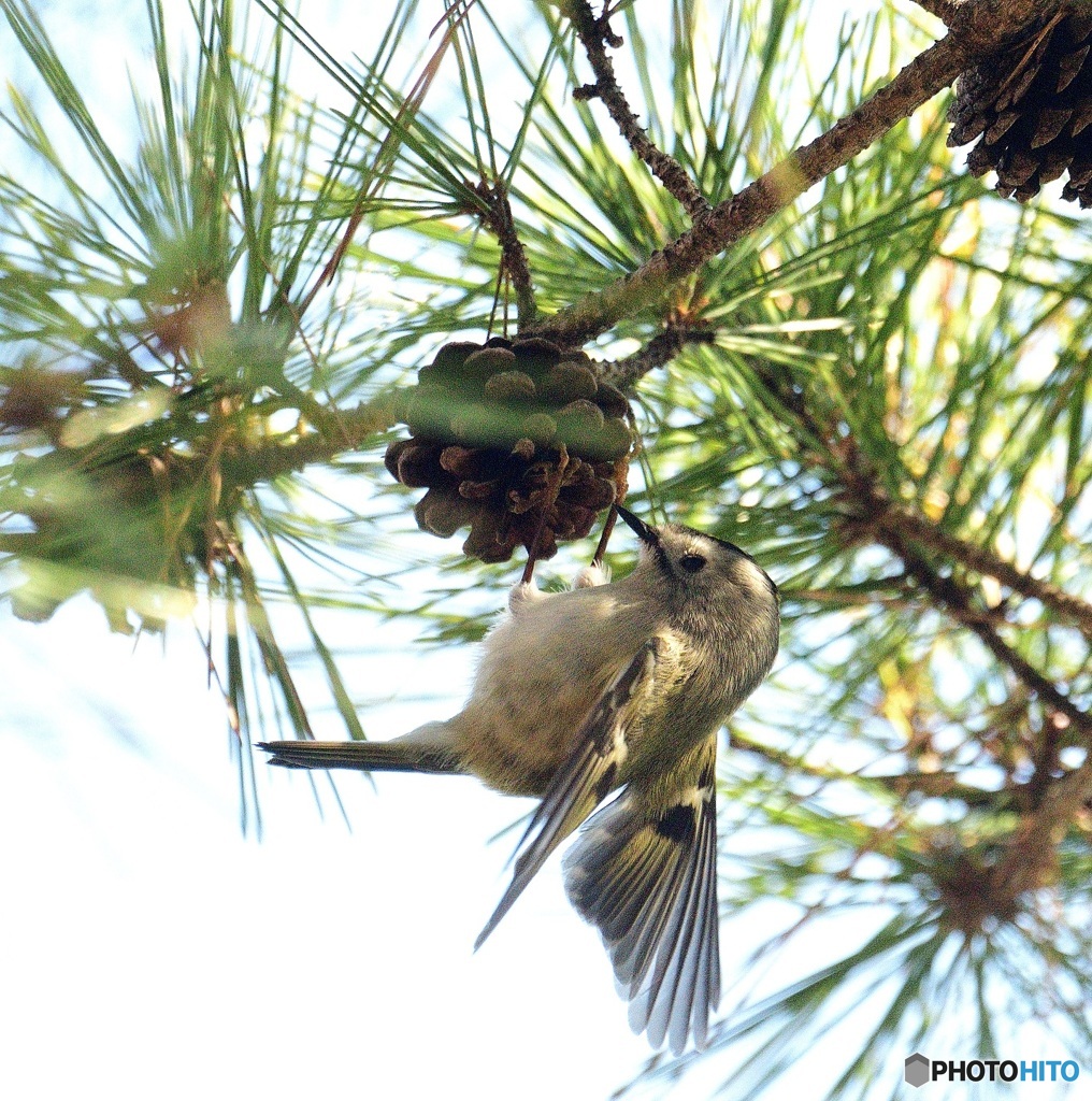 キクイタダキ2021④