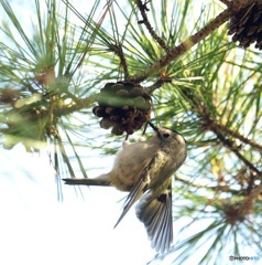 キクイタダキ2021④