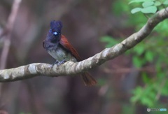 カメラ目線の♀