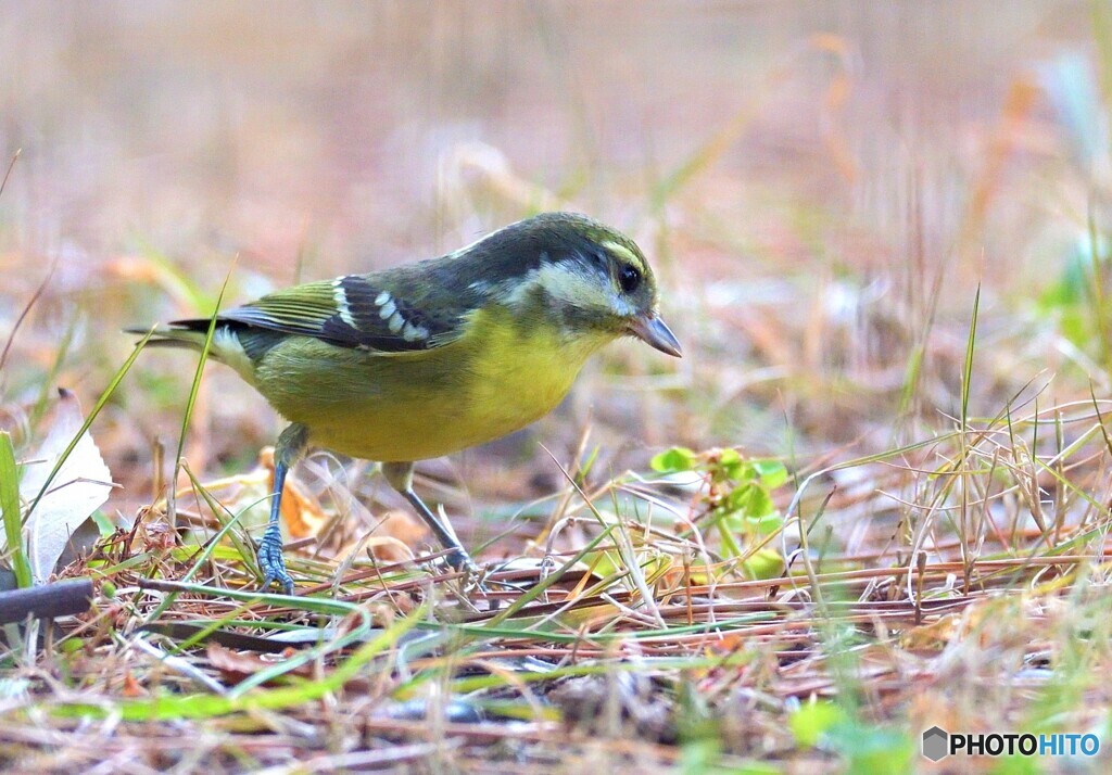 迷鳥キバラガラⅤ