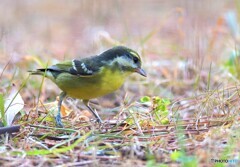 迷鳥キバラガラⅤ