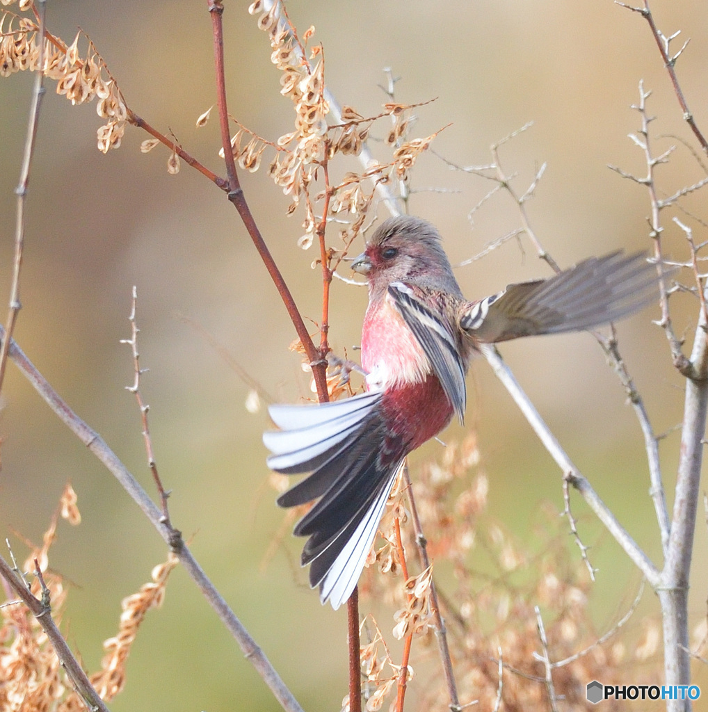 元気なベニマシコ君