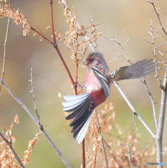 元気なベニマシコ君
