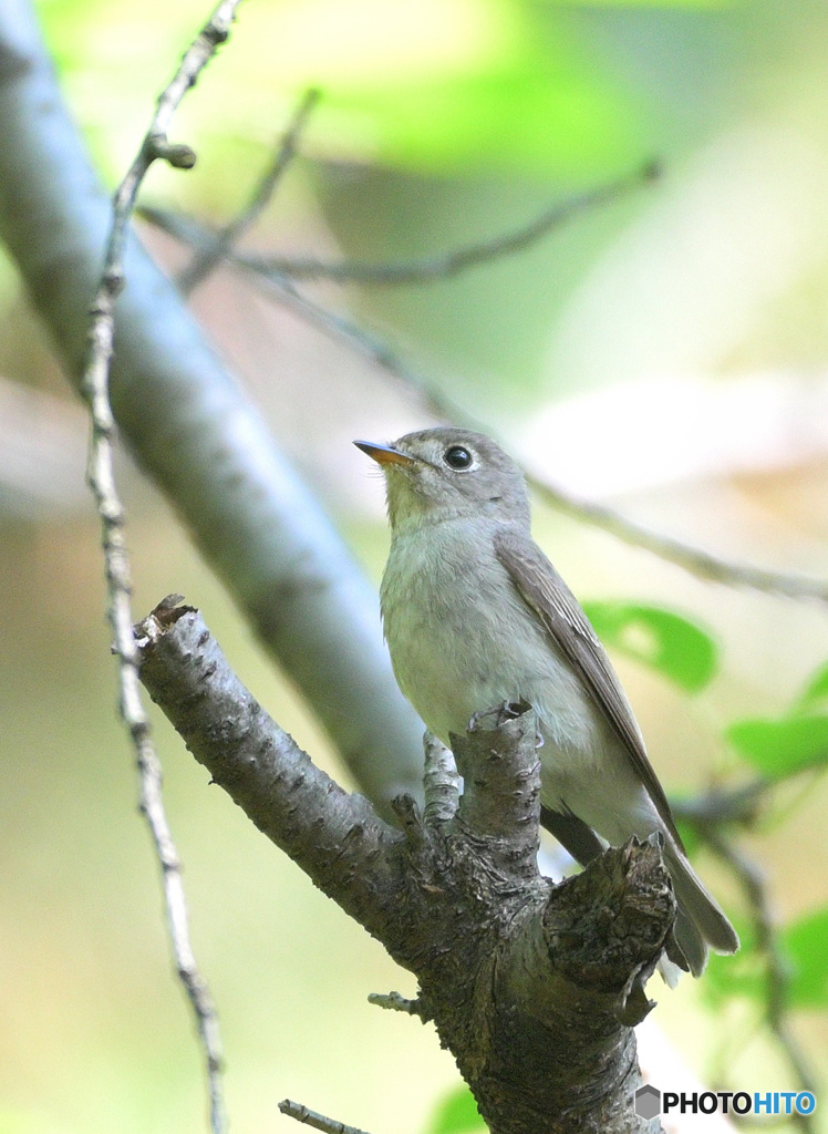 本日の「キミの名は？」