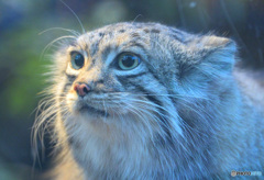 マヌルネコさん