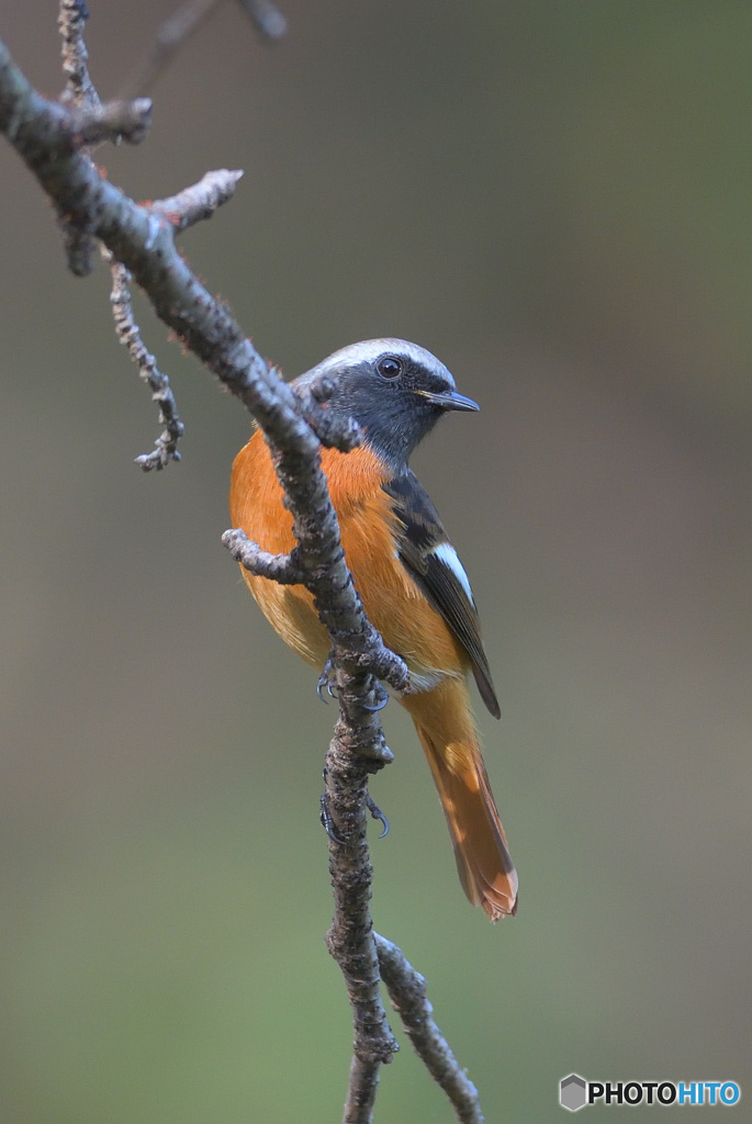 お澄まし顔のジョビオ君