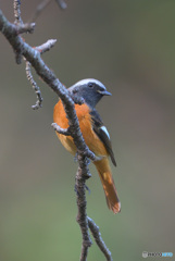 お澄まし顔のジョビオ君