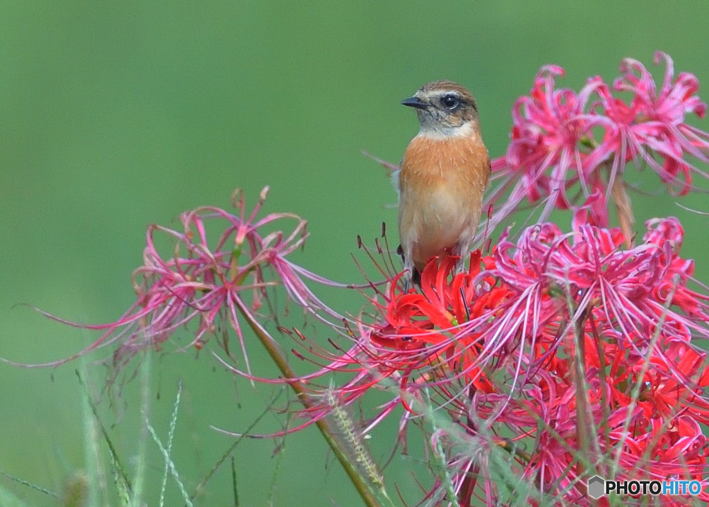 彼岸花にノビタキ⑩