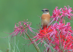 彼岸花にノビタキ⑩