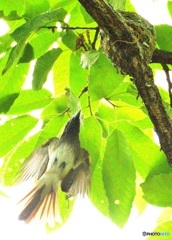 ひらりサンコウチョウⅣ