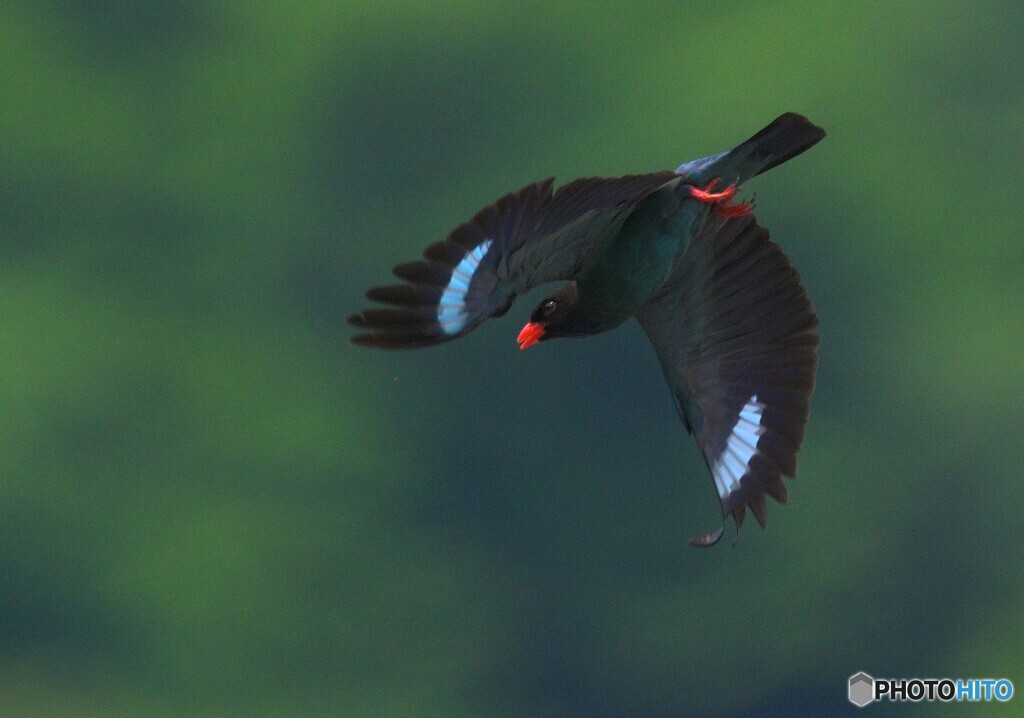 ブッポウソウ2022②