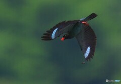 ブッポウソウ2022②