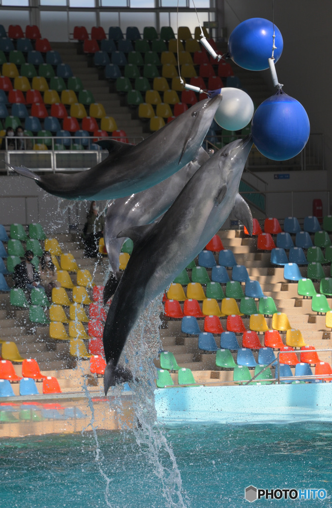 イルカショーの一コマ