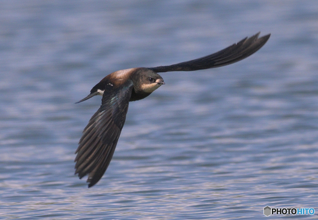 ハリオアマツバメ㉝