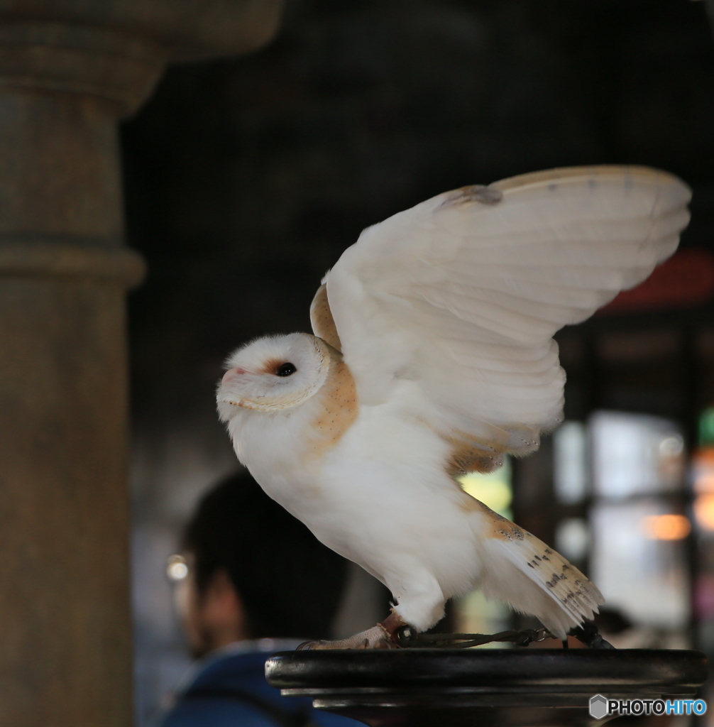 メンフクロウさんの翼 By だわさ Id 写真共有サイト Photohito