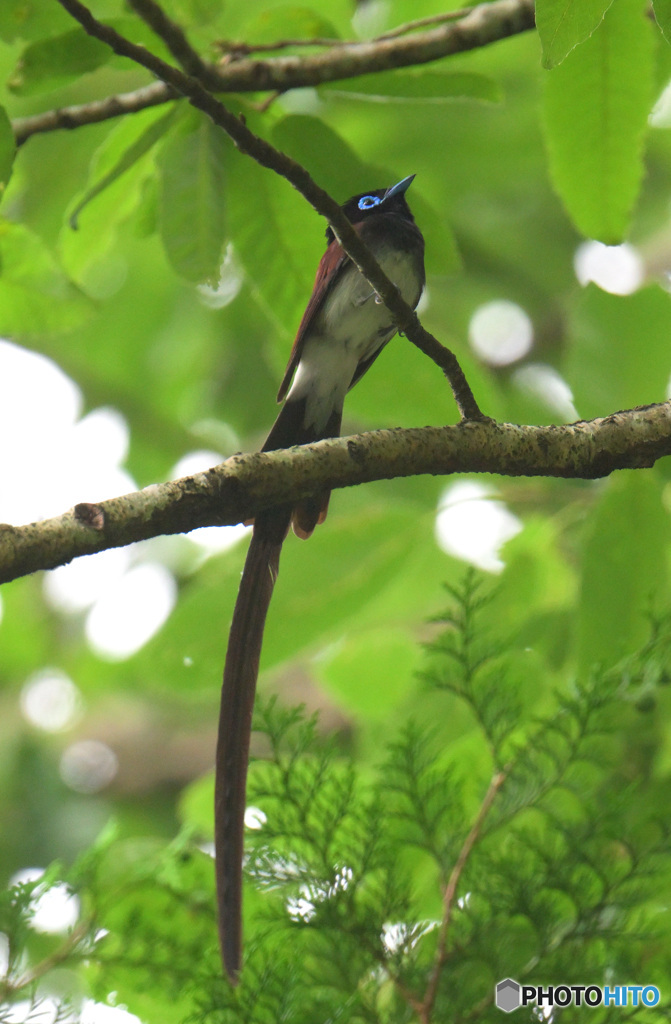 5月のサンコウチョウ君⑮