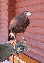 本日のハリスホーク