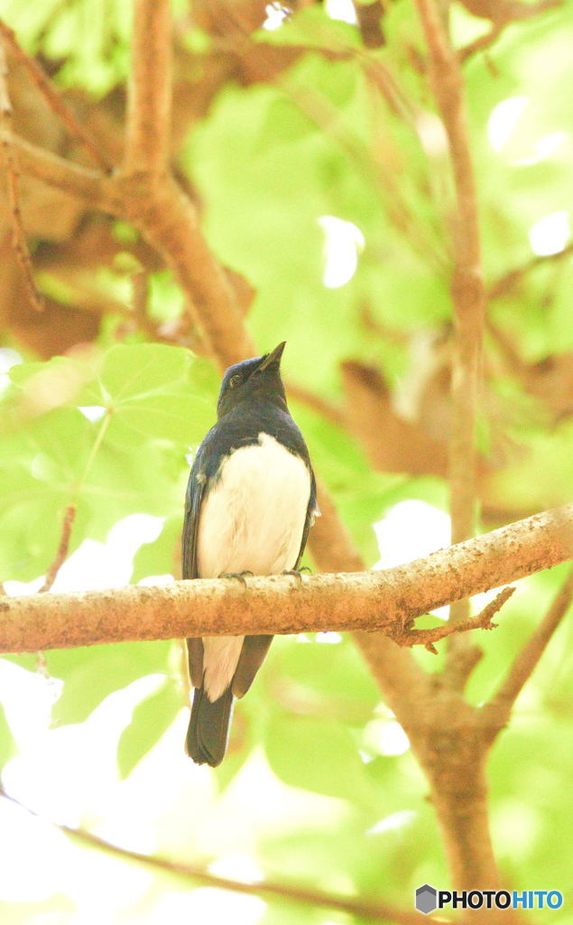 本日のオオルリさん