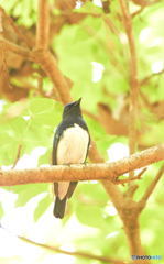 本日のオオルリさん