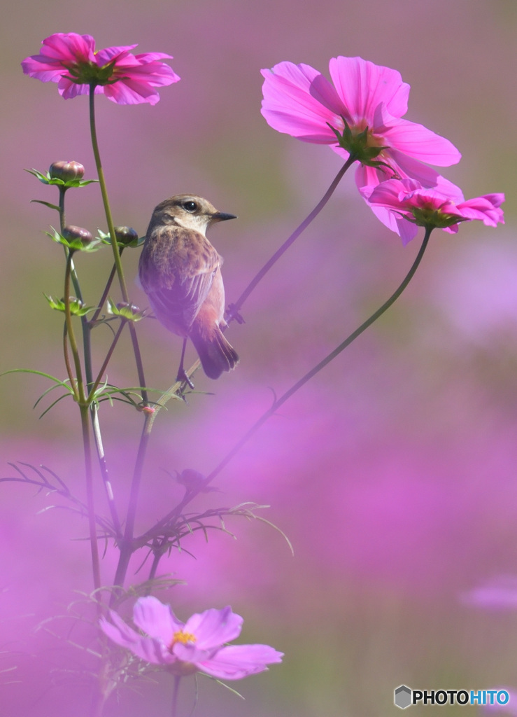 秋桜にノビタキ⑪