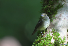 キビタキの幼鳥③